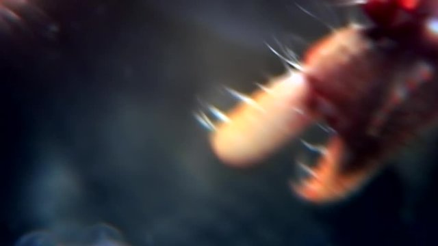 Soldier crab eats food underwater on seabed of White Sea Russia. Unique dramaturgy pic macro video close up. Predators of marine life on background of pure clear clean water stones.