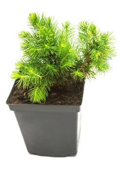 A small seedling of Canadian spruce conic in a pot isolated on white background. Coniferous tree, fir, evergreen