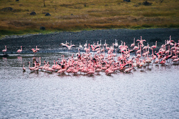 Gruppe Flamingos im Wasser