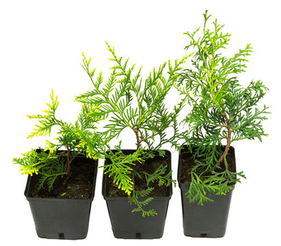Thuja occidentalis Mirjam and Wagneri isolated on white background. Coniferous trees