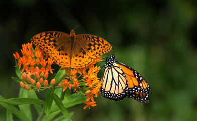 Monarch butterfly and another butterflyb on vivid orange flowers