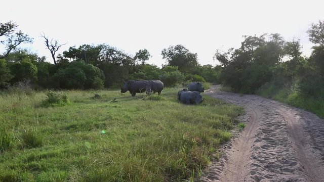A group of five rhinos in the early morning light
