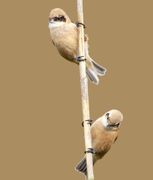 Premium Photo  Young pendulin tits hang on a thin branch of reeds