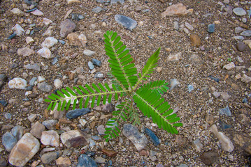 Bean plants On the sand1