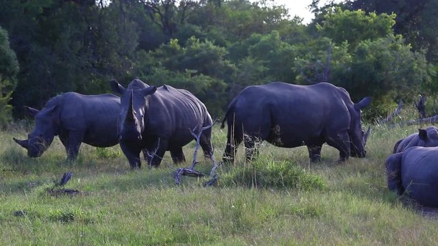 Three rhinos in the bush in the early morning light