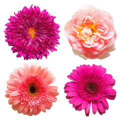 Collection of beautiful flowers rose, chrysanthemum, gerbera isolated on white background. Card. Easter. Spring Set. Flat lay, top view