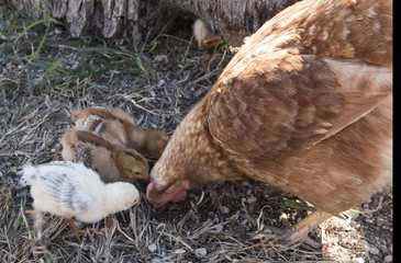 Hen with Baby Chicks 4