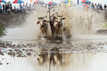 AN GIANG, VIETNAM - MAY 18, 2017 - Khmer bull racing festival in Mekong Delta area, An Giang, Vietnam. in Vietnamese that held after a rice harvest season