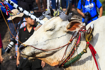 AN GIANG, VIETNAM - MAY 18, 2017 - Khmer bull racing festival in Mekong Delta area, An Giang, Vietnam. in Vietnamese that held after a rice harvest season
