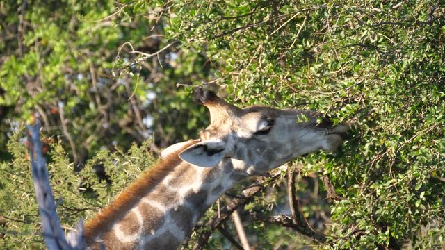 Giraffe eating from a tree in Pilanesberg Game Reserve South Africa