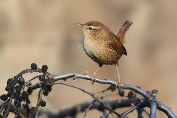 Wren on the branch close up portrait