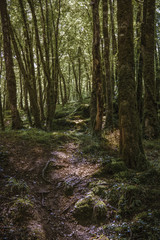 Obraz premium Moody forest, Perigord, France