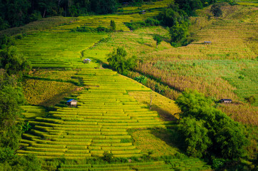 Obraz premium The beautiful terrace of golden rice field and hut on the mountain landscape. Rice field on terraced of Pa Pong Piang, Chiang Mai, Thailand with bright blue sky on sunny day.