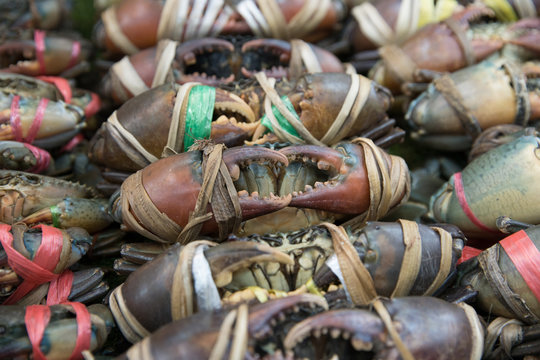 Fresh Serrated Mud Crabs In The Market