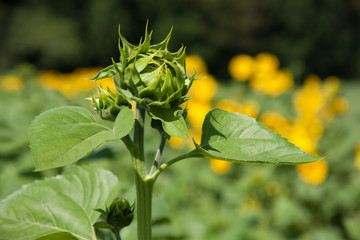 Sonnenblumen im Feld