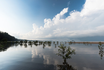 mangrove forest, south of thailand