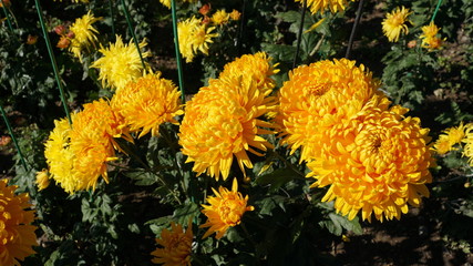 Botanical garden in the Crimea
