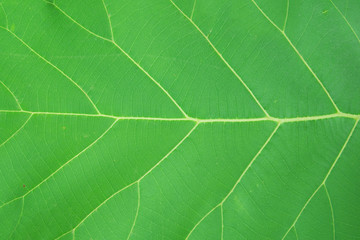 green leaf texture