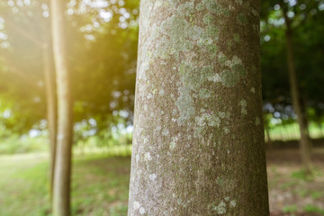 Fototapeta premium Close up of the tree bark in the forest with bokeh