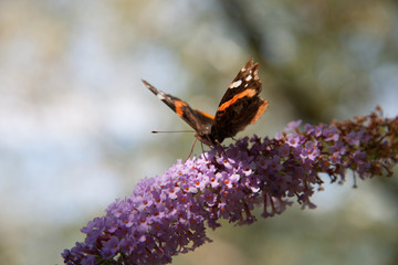 Admiral-Schmetterling auf Sommerflieder