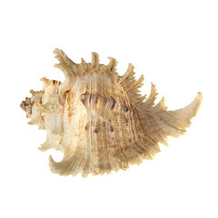 Shell on white background.