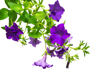 Flowers purple petunias isolated on white background. Flowerbeds. Garden. Flat lay, top view