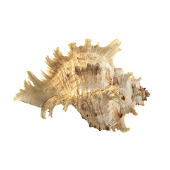 Shell on white background.