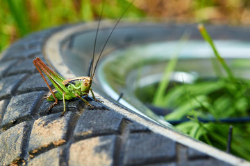 Green grasshopper sits on the wheel with a tread