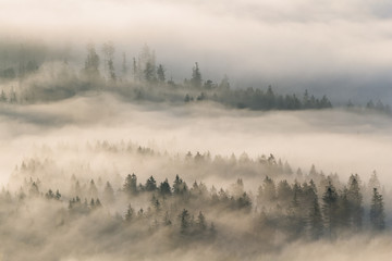 first sunny rays in foggy valley