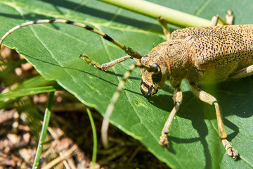 Beige big beetle with long mustache sits in the forest
