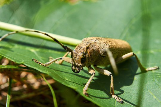 Beige big beetle with long mustache sits in the forest