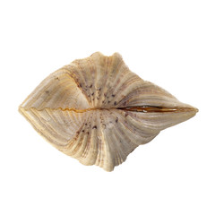 Shell on white background.