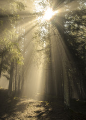 Obraz premium The sun shines through the trees in Carpathian mountains