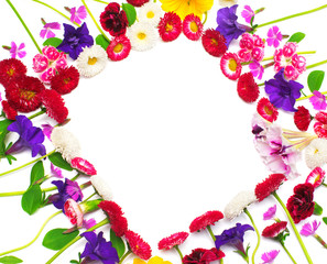 Flowers carnations, marguerite, petunias, daisies