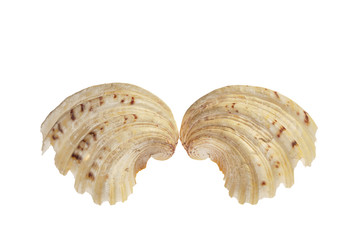 Shell on white background.