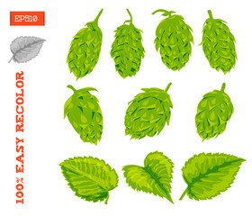 Set of cones and leaves of hop plant isolated on white