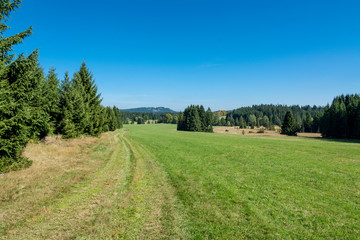 Fototapeta na wymiar Green mountain landscape. Rural path under clear blue summer sky. Natural grassland, coniferous trees in dry grass and hill on horizon. Summery hiking in Novohradske mountains, Czech Republic, Europe.