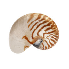 Shell on white background.