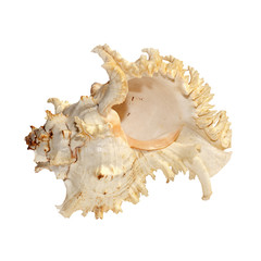 Shell on white background.