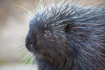 Porcupine Close-up