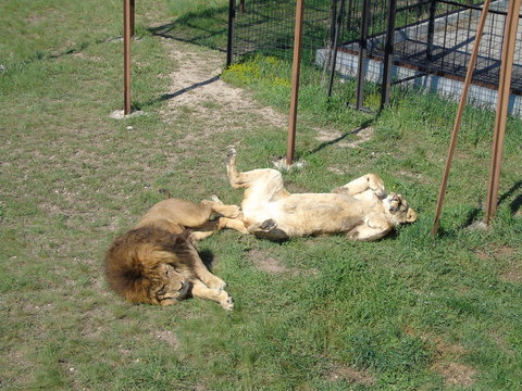 Park of lions Taigan in Crimea