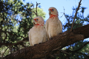Attentive Cacatua sanguinea in a tree, Western Australia