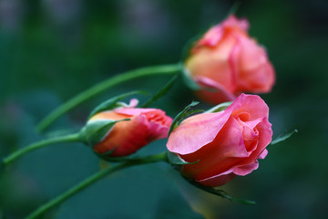 Roses. Buds reveal./Thin runaways of a rose have bent under weight of small buds.