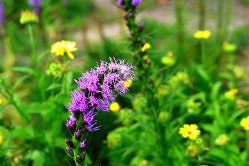 Liatris flowers in the garden on the flowerbeds against background of grass. Bloom, nature