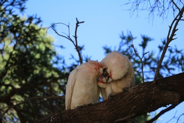 Kissing Cacatua sanguine in Cottesloe Beach at Indian Ocean, Western Australia