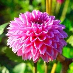 Flower of pink dahlias and buds in the garden on the flowerbeds