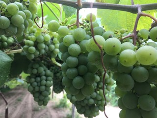 Bunches of grapes hanging