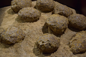 oeufs de dinausore