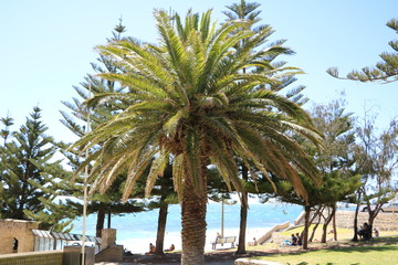 Palm at Cottesloe Beach at Indian Ocean in summer, Western Australia