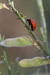 Ladybug in their natural environment.